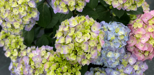 Hydrangea Lets Dance Sky View IMG_E1373.JPG