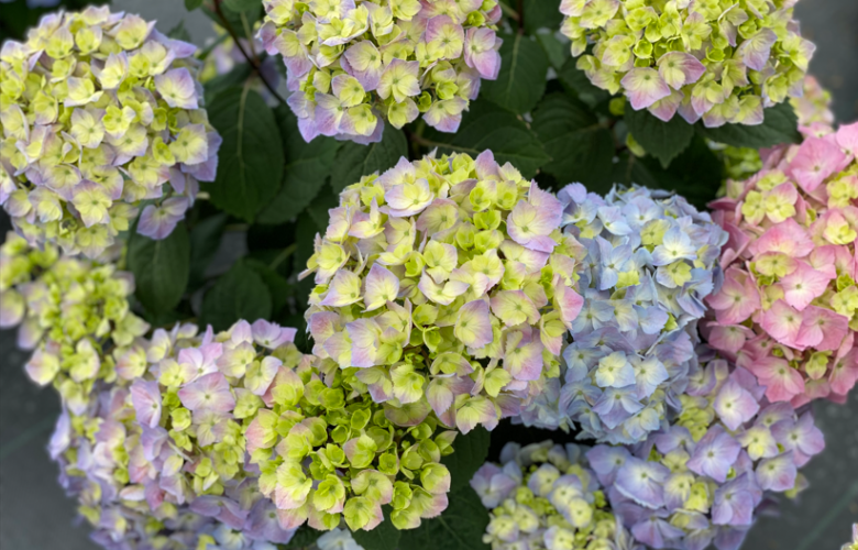 Hydrangea Lets Dance Sky View IMG_E1373.JPG