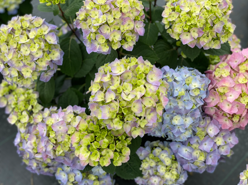 Hydrangea Lets Dance Sky View IMG_E1373.JPG