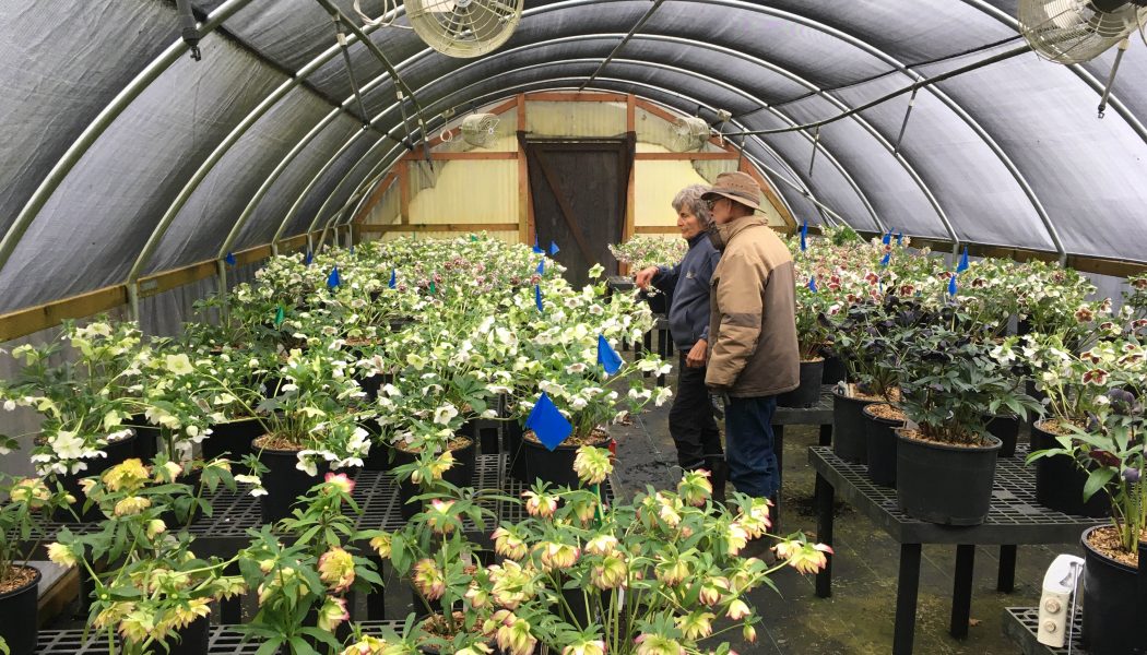 Ernie and Marietta O'Byrne of Northwest Garden Nursery in Eugene, Oregon, have spent decades selecting, perfecting and growing the Winter Jewels strains of Helleborus x hybridus. This decades-long work resulted in marked improved plants with increased garden worthiness, brighter, and larger flowers.