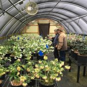 Ernie and Marietta O'Byrne of Northwest Garden Nursery in Eugene, Oregon, have spent decades selecting, perfecting and growing the Winter Jewels strains of Helleborus x hybridus. This decades-long work resulted in marked improved plants with increased garden worthiness, brighter, and larger flowers.