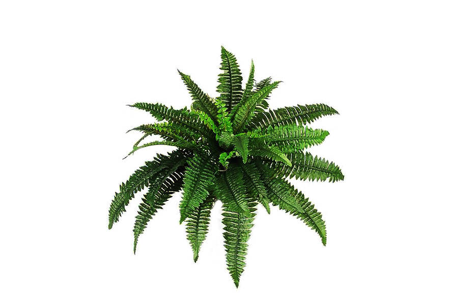 1 png_plant_c_by_moonglowlilly-d5yq2lg