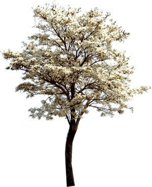 arbole-brasilera-ipe-branco-en-fotografias-para-renders-arboles-y-plantas-22502