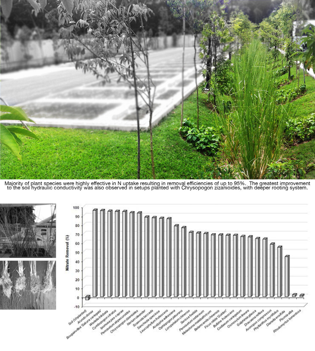 Plant screening for application in bioretention system