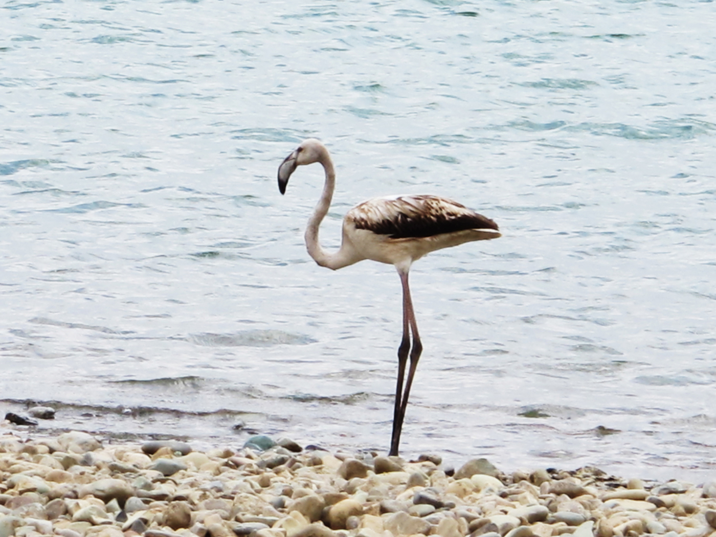 Flamingo in Chitgar Lake