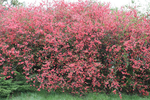 Burning Bush