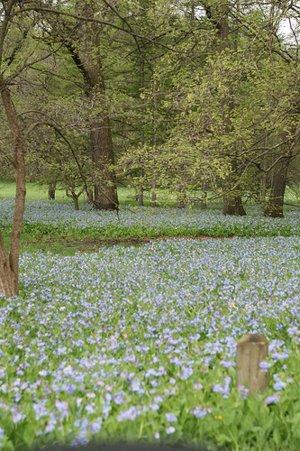 Blue Floor