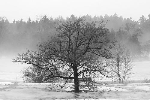 Tree and Bench