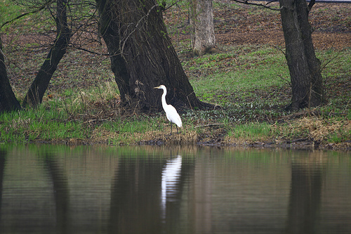 Egret Discovery