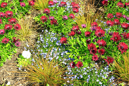 Arboretum Ground Cover Arrangement