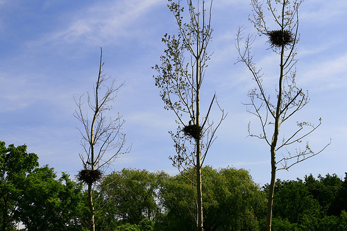 Blue Heron Nests