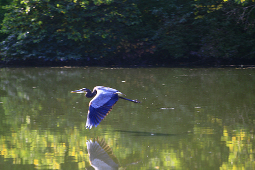 Blue Heron in Mid Flight