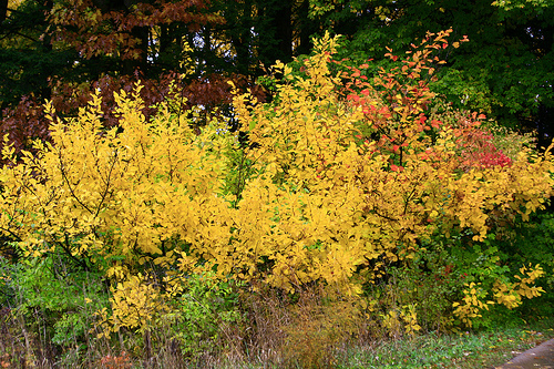Fall Color Bushes