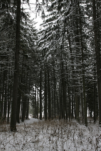 As Seen from a Panzer in the Ardennes Mountains