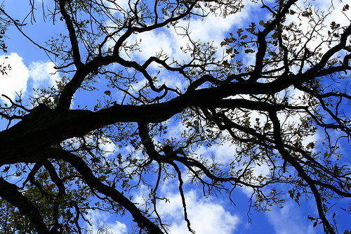 Being Held Back from reaching the Freedom of the Sky