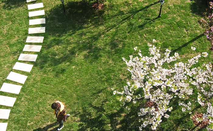 Cherry blossom at backyard